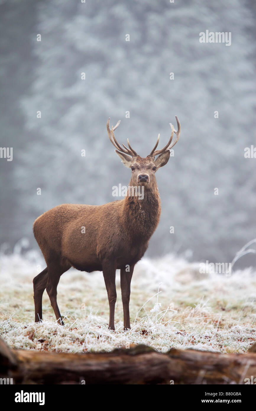 Rothirsch Cervus Elaphus Hirsch im winter Stockfoto