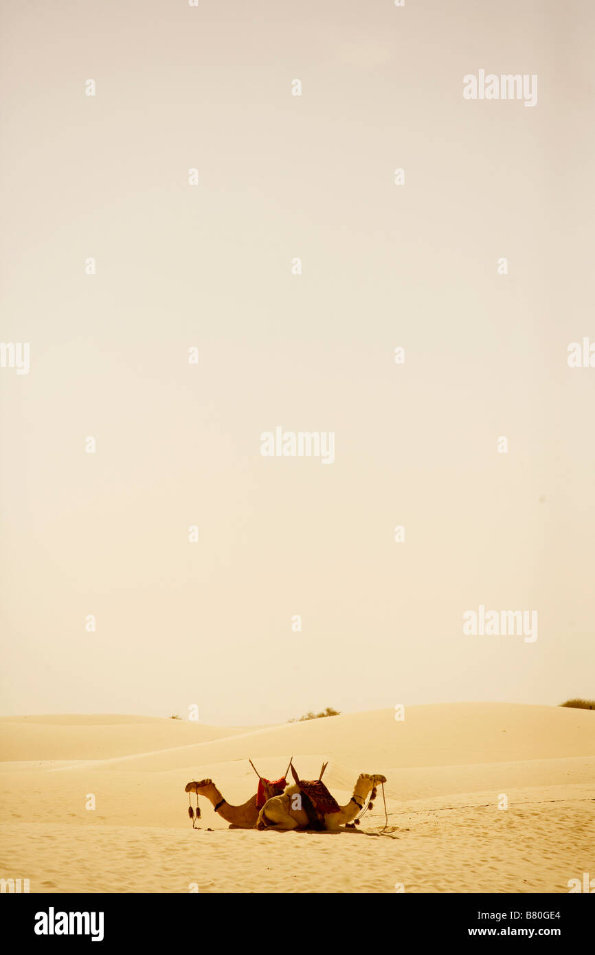 Zwei Kamele in der Wüste sitzen. Stockfoto