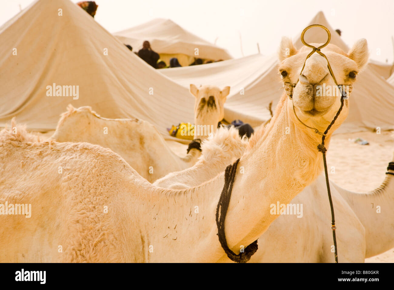 Kamele in nomadischen Wüste Dorf sitzen. Stockfoto