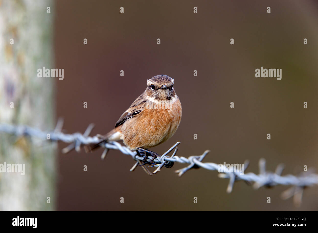 Schwarzkehlchen Saxicola Torquata weiblich auf Stacheldraht Stockfoto