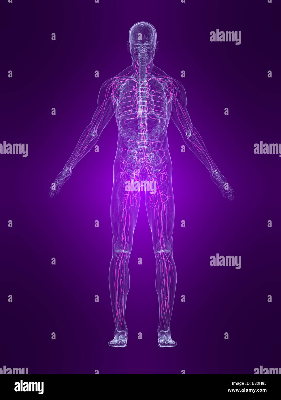 hervorgehobene Lymphsystem Stockfoto