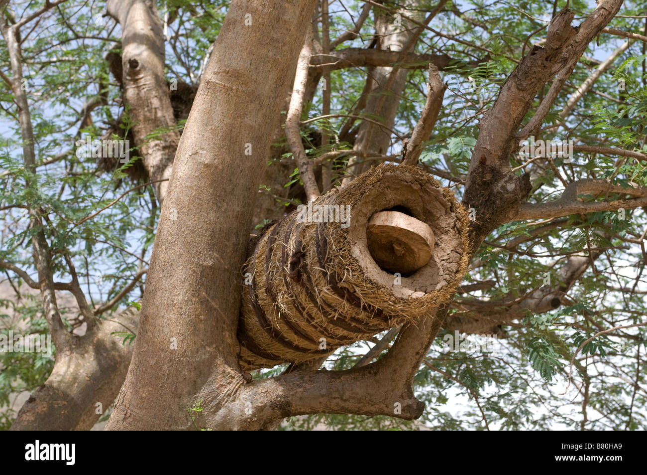 Traditionelle Bienenstock im Baum Yabello Äthiopien Afrika Stockfoto