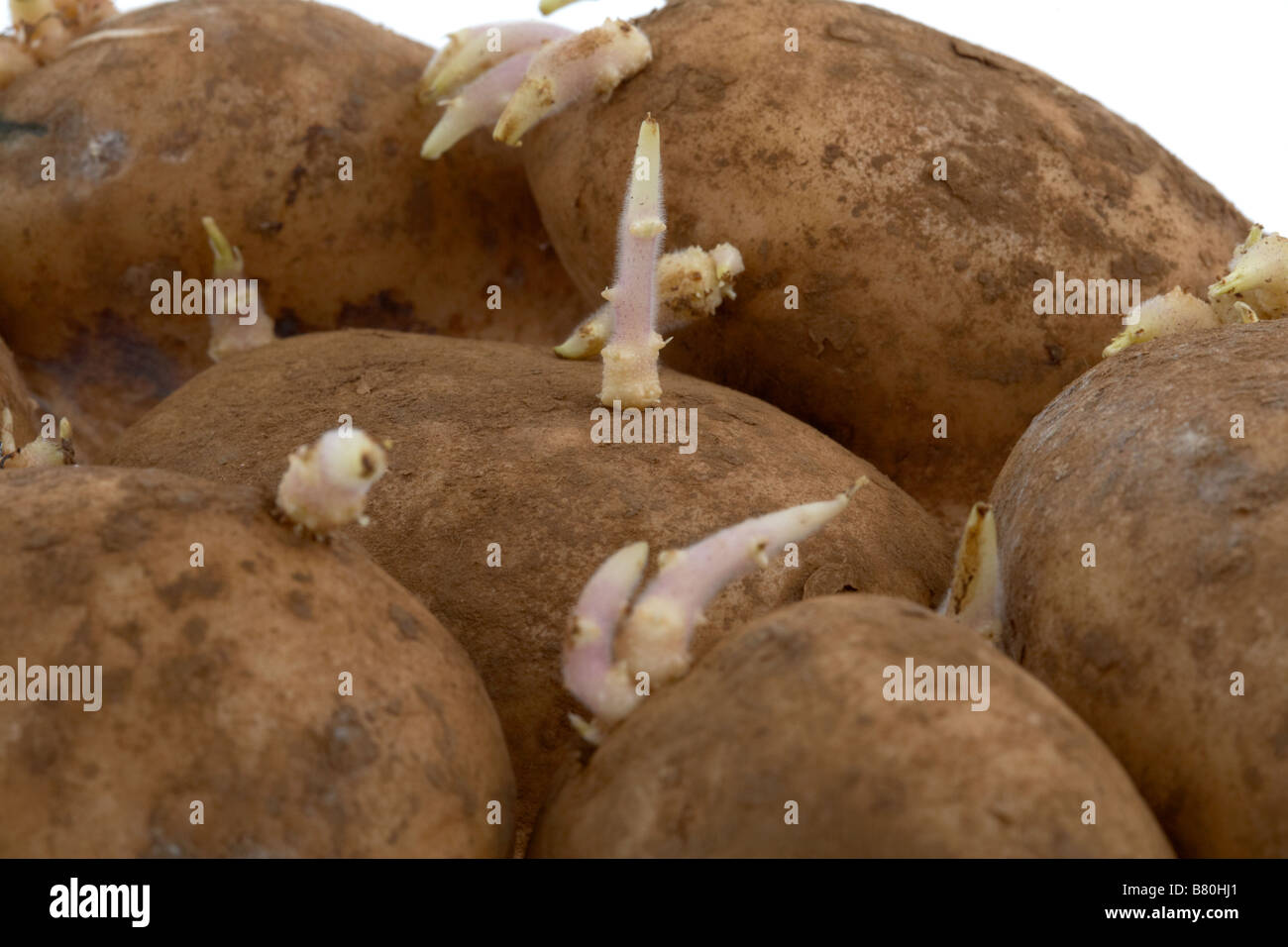 Wachstum neuer Triebe sprießen aus einer Reihe von Kartoffeln Stockfoto