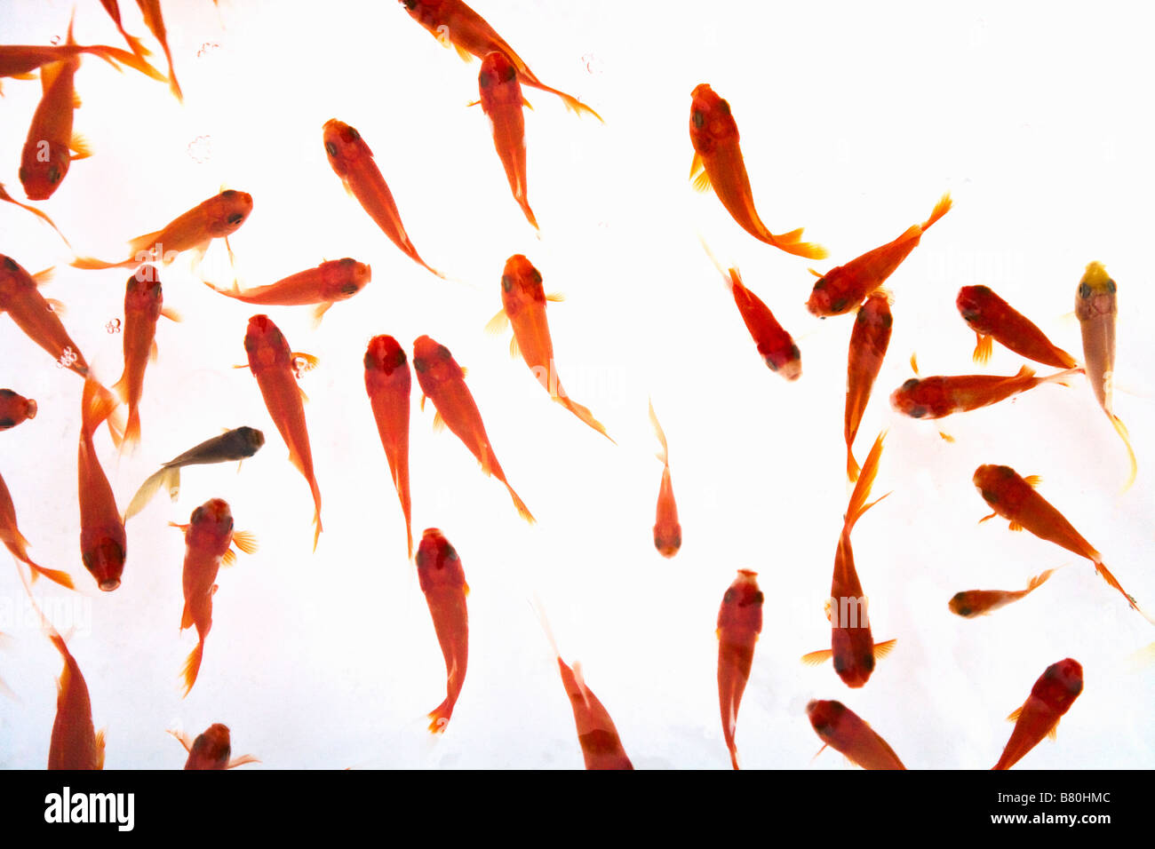 China gold Fisch Stockfoto