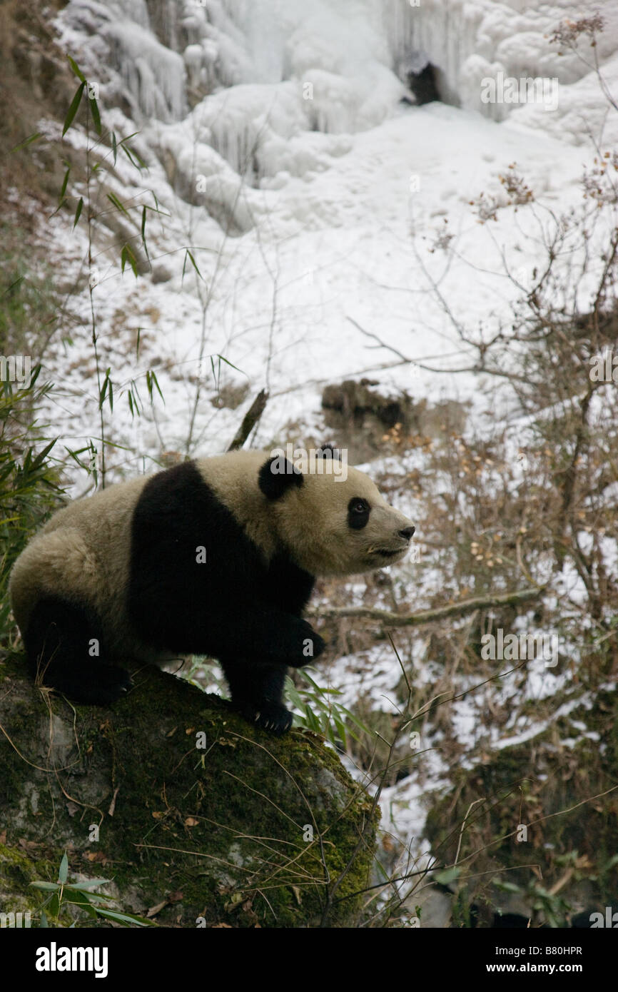 Giant Panda von gefrorenen Wasserfall Wolong Sichuan China Stockfoto