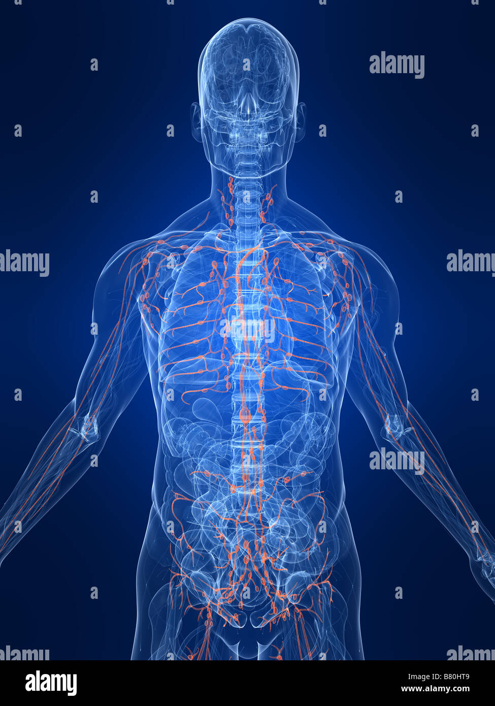 Anatomie des Menschen transparent Stockfoto