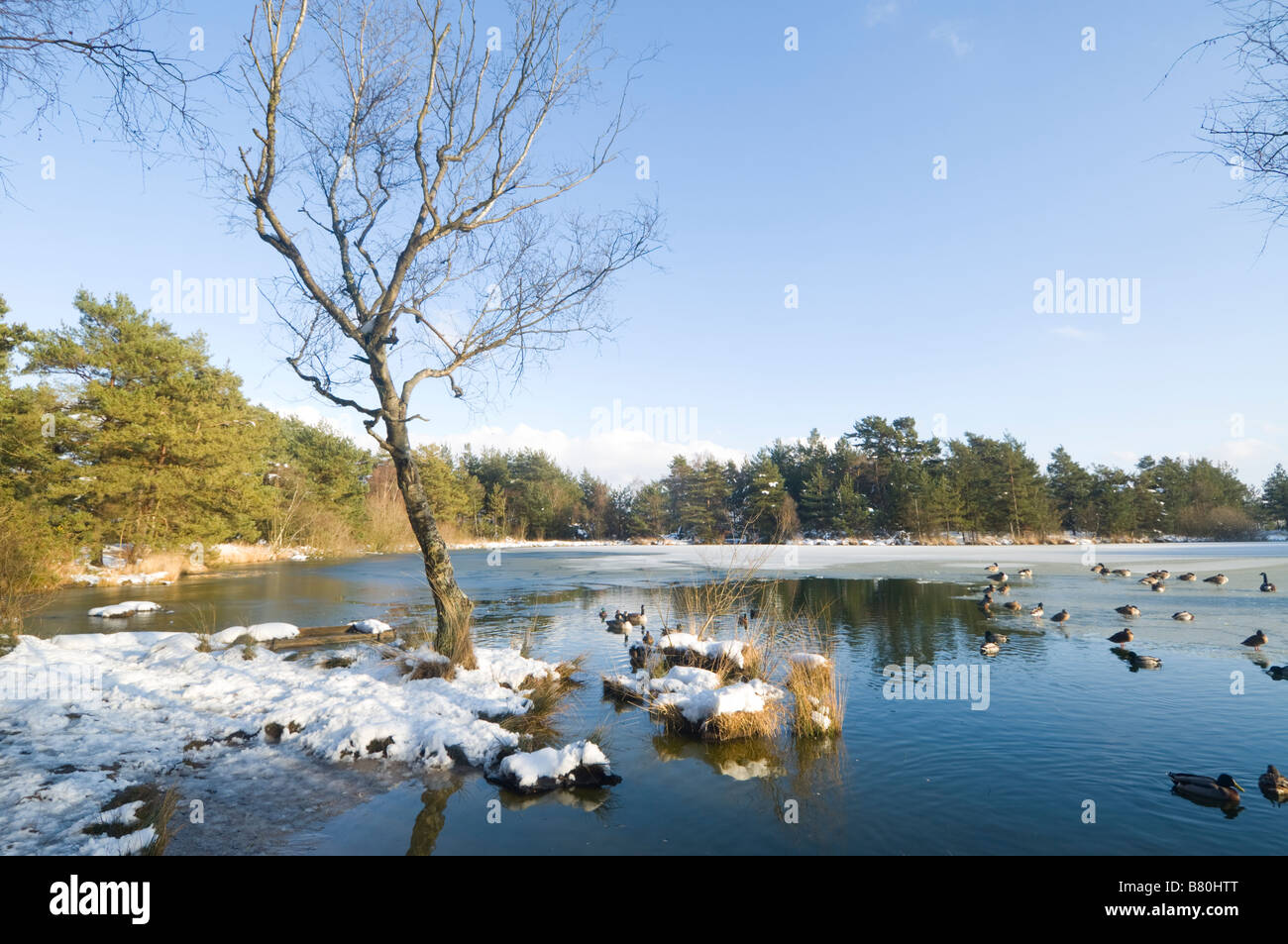 Graben Teich Thursley gemeinsamen Natur Reserve Surrey UK Stockfoto