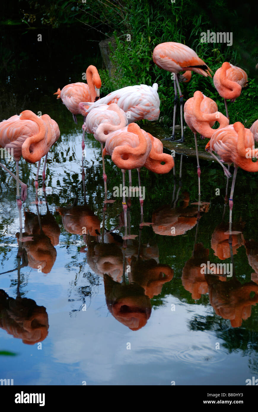 Eine Gruppe von Flamingos in Ruhe Stockfoto