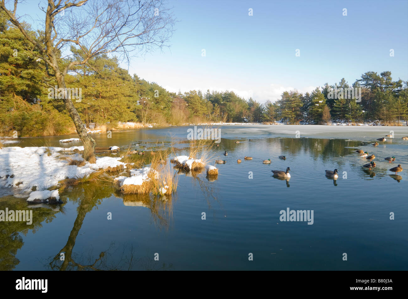 Graben Teich Thursley gemeinsamen Natur Reserve Surrey UK Stockfoto