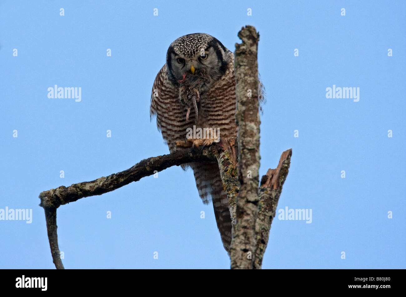 Nördlichen Hawk Owl Surnia Ulula thront oben auf abgestorbenen Baum verbraucht ein Nagetier in Nanaimo Vancouver Island BC im Februar Stockfoto