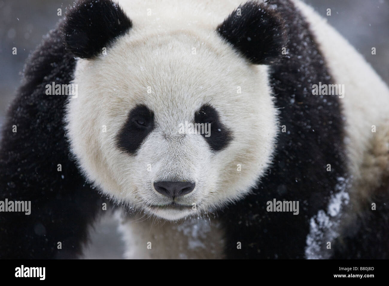 Giant Panda auf Schnee Wolong Sichuan China Stockfoto