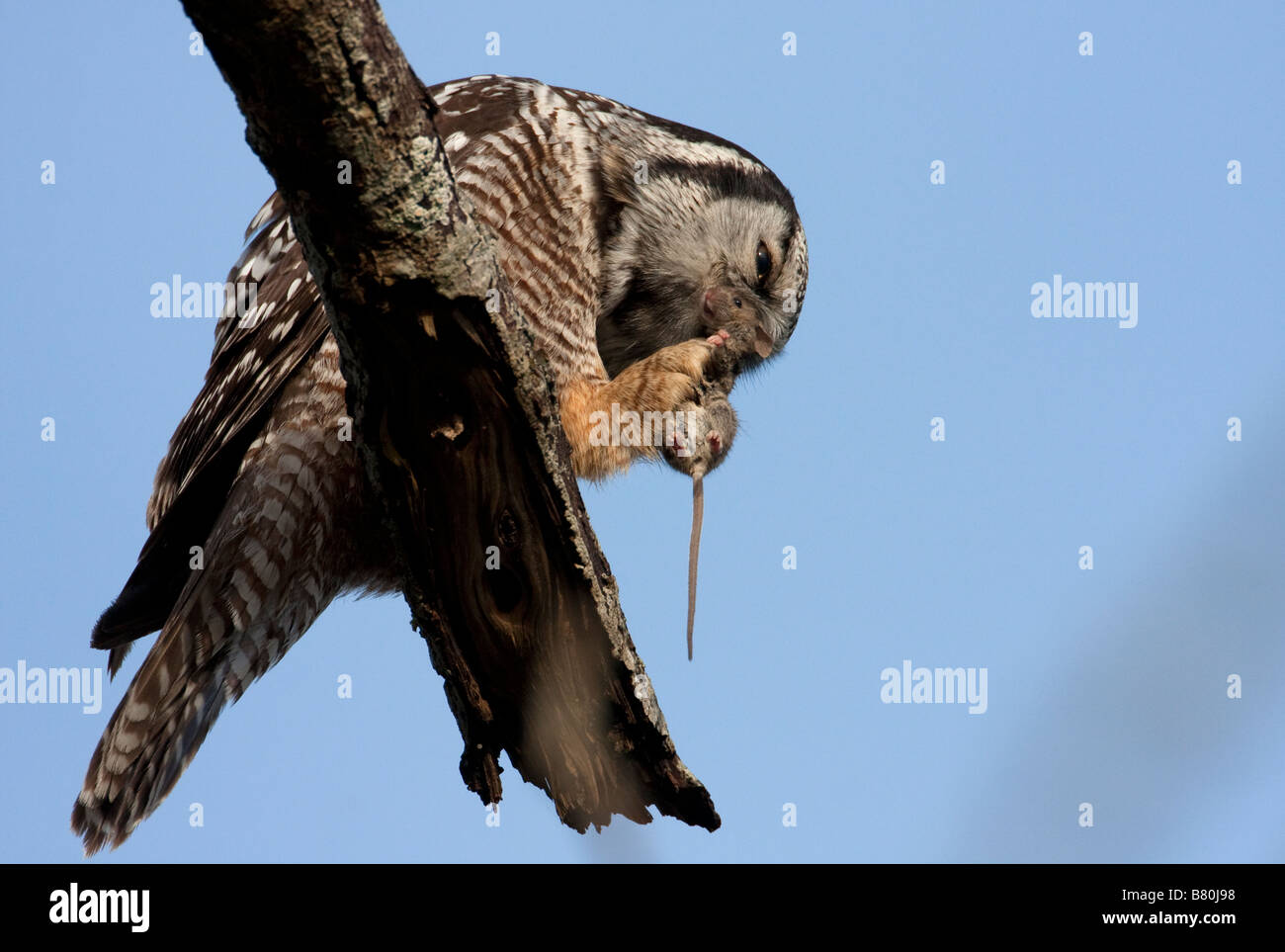 Nördlichen Hawk Owl Surnia Ulula thront auf Ast zu konsumieren ein Nagetier in Nanaimo Vancouver Island BC im Februar Stockfoto