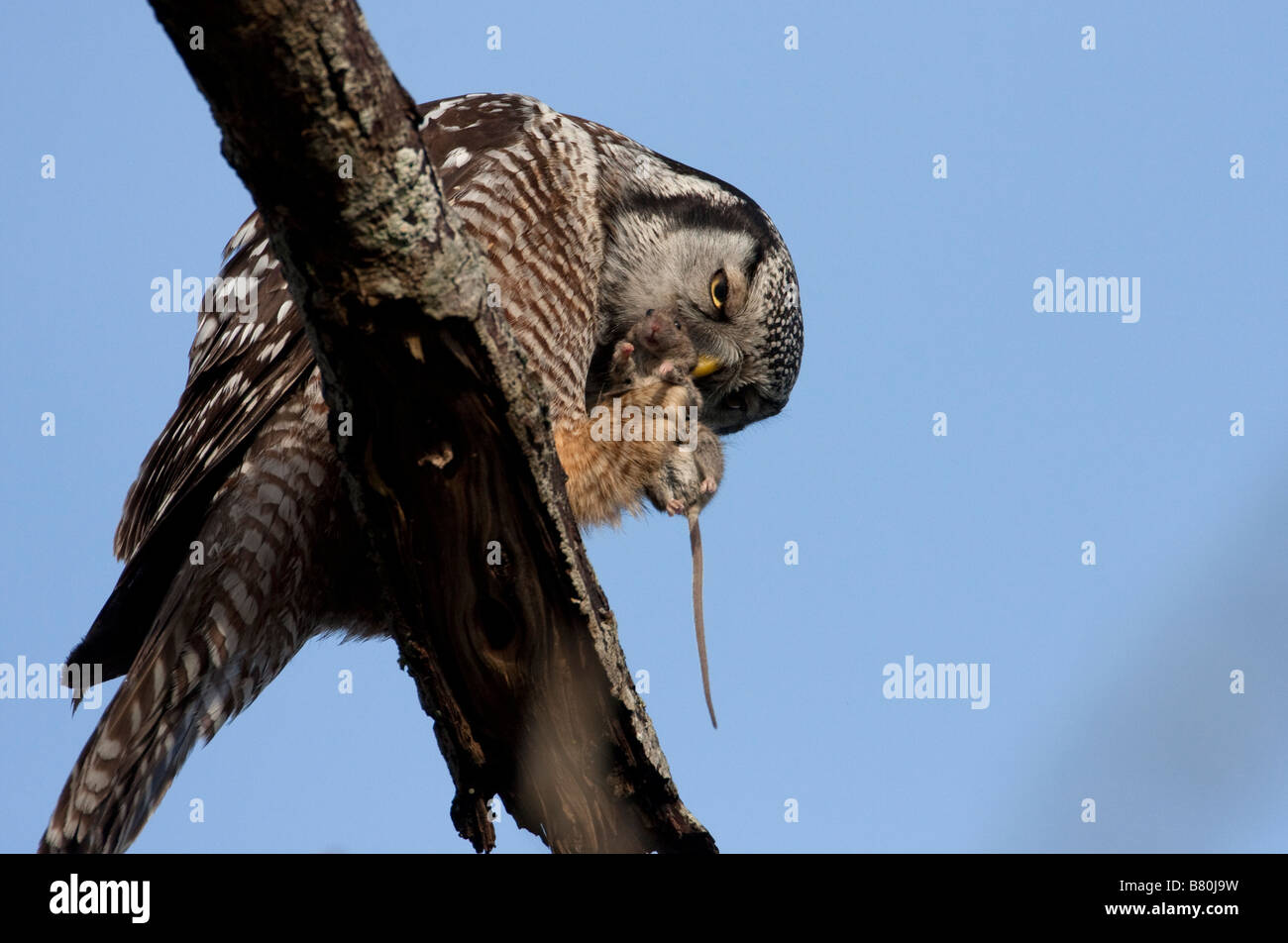 Nördlichen Hawk Owl Surnia Ulula thront auf Ast zu konsumieren ein Nagetier in Nanaimo Vancouver Island BC im Februar Stockfoto