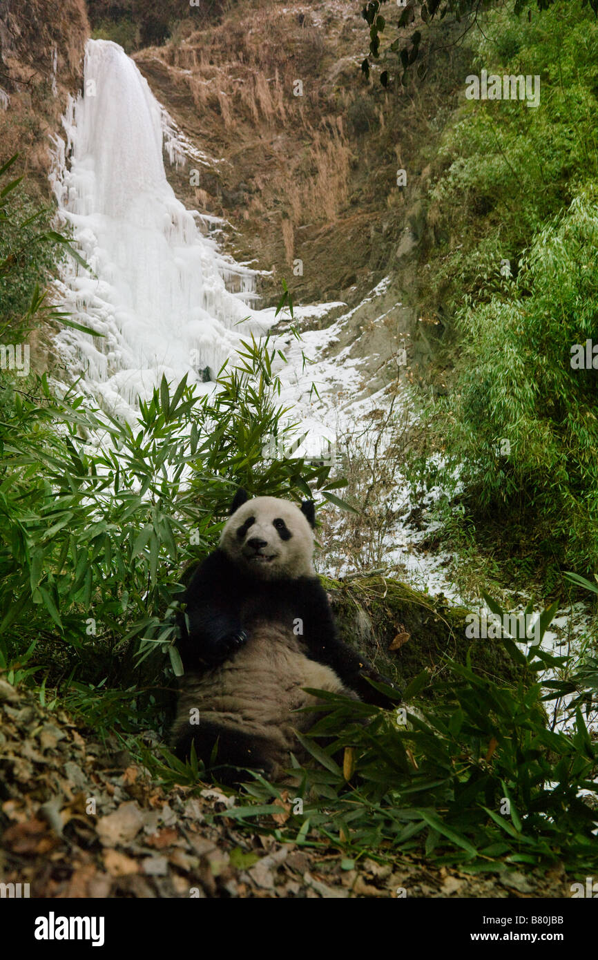 Giant Panda von gefrorenen Wasserfall Wolong Sichuan China Stockfoto