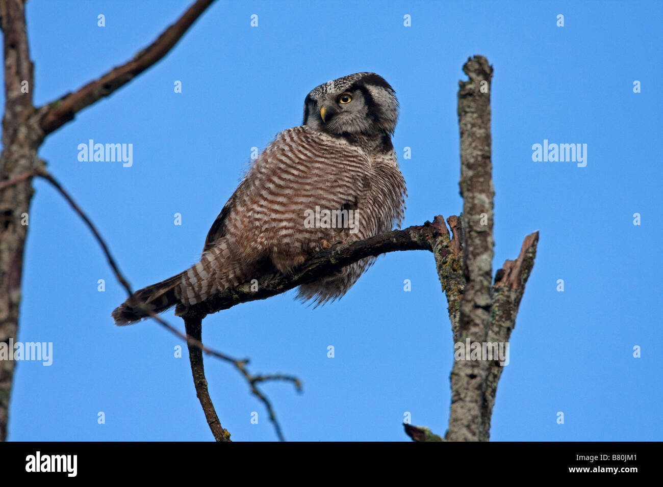 Nördlichen Hawk Owl Surnia Ulula thront auf Ast in Nanaimo Vancouver Island BC im Februar Stockfoto