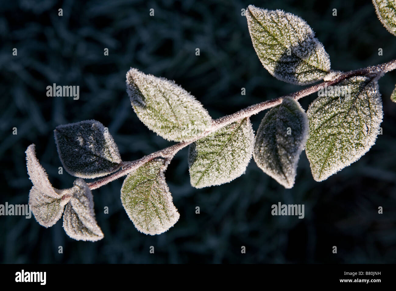 Frost verkrustete Zweig und Blätter Stockfoto