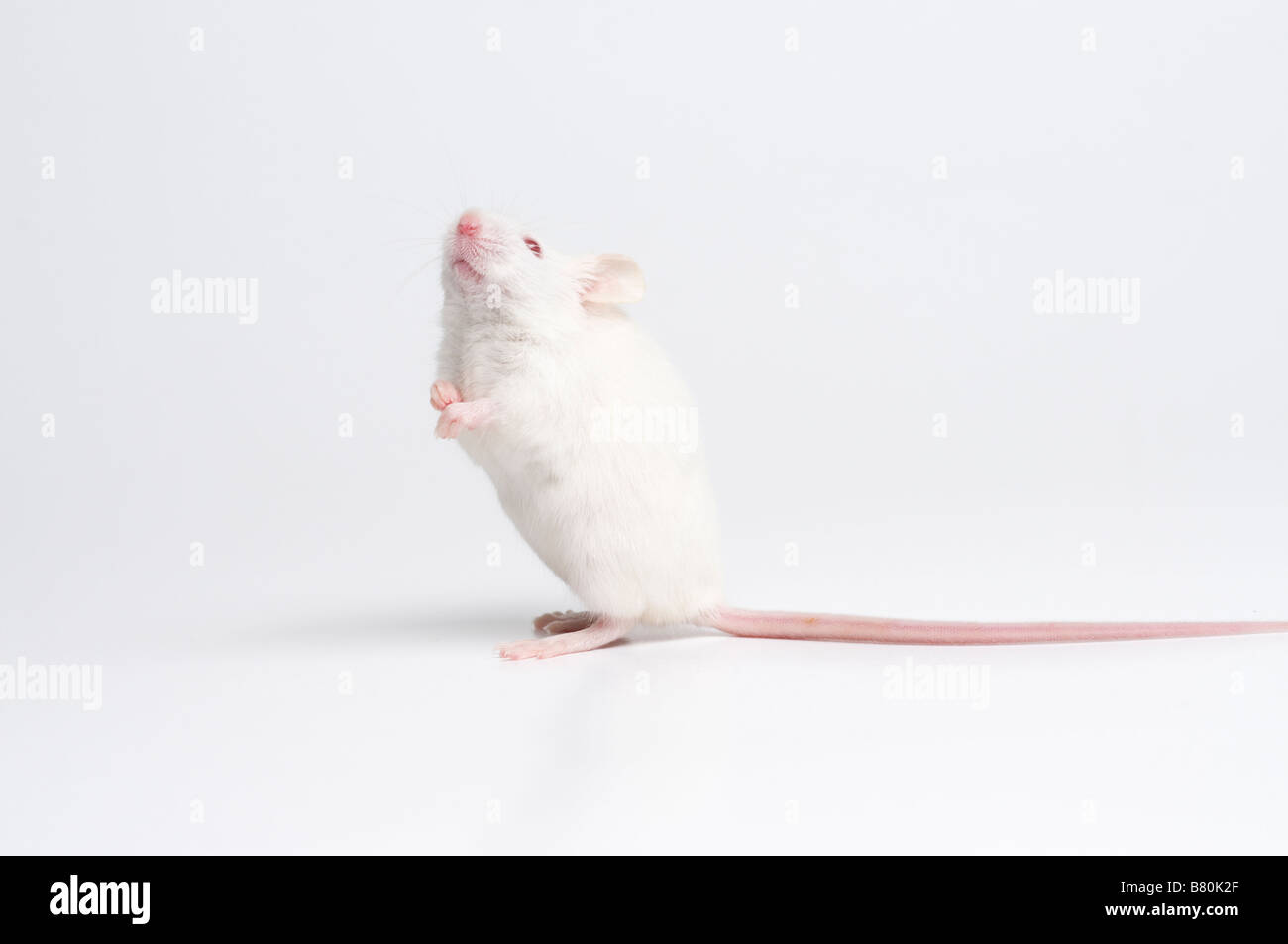 Weiße Maus Stockfoto