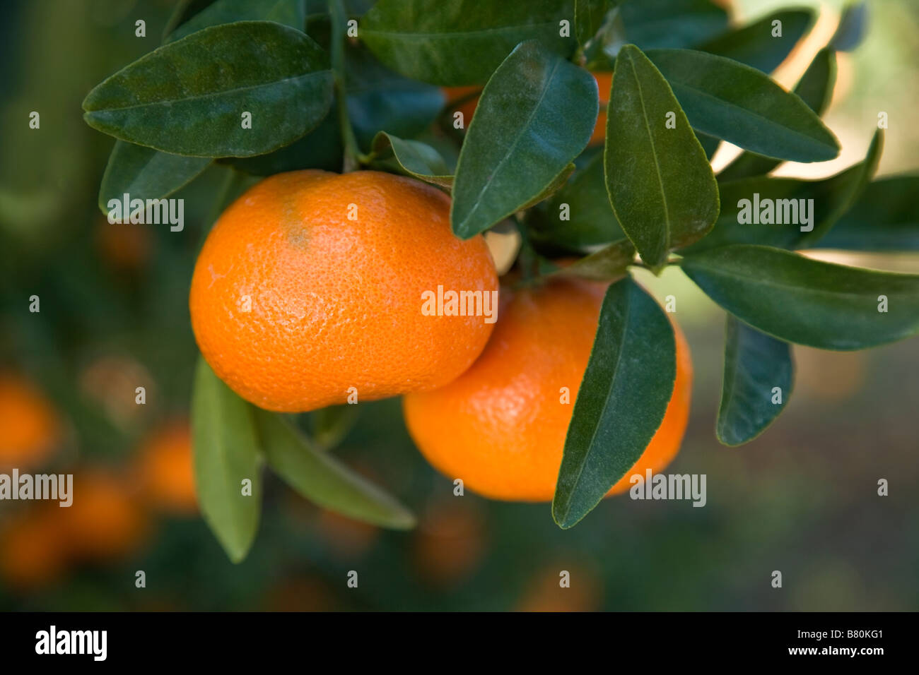 Reife Mandarinen auf Ast. Stockfoto
