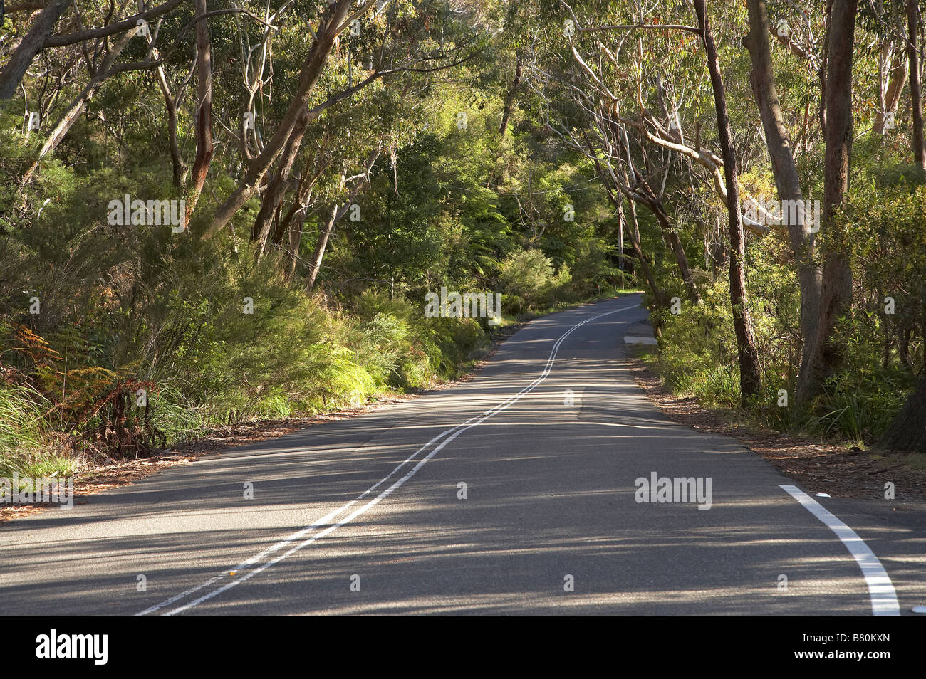 Cliff Drive Katoomba Blue Mountains New South Wales Australien Stockfoto