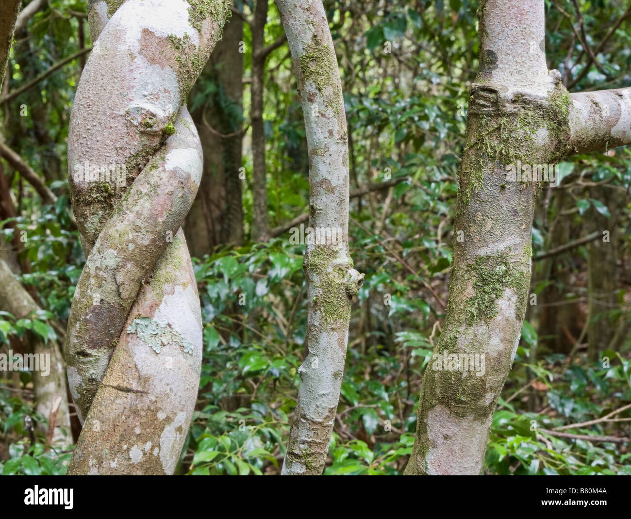die Drehungen und Wendungen der Bäume im Regenwald Stockfoto