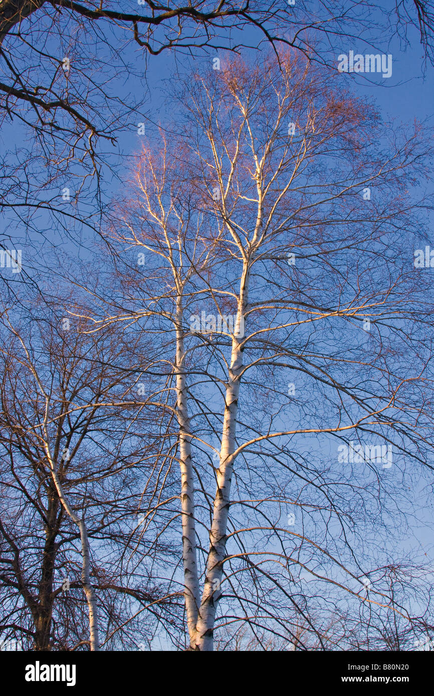 Weiße Birken (Betula Pendel) vor einem blauen Himmel im Winter. Stockfoto