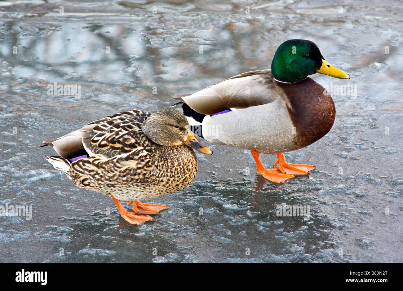Drake Mallard Ente und Huhn stehend auf zugefrorenen See im Winter. Stockfoto