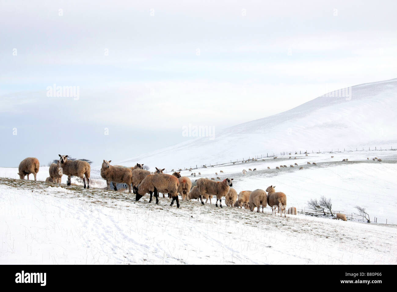 Schafe auf einem verschneiten Welsch Hang Stockfoto