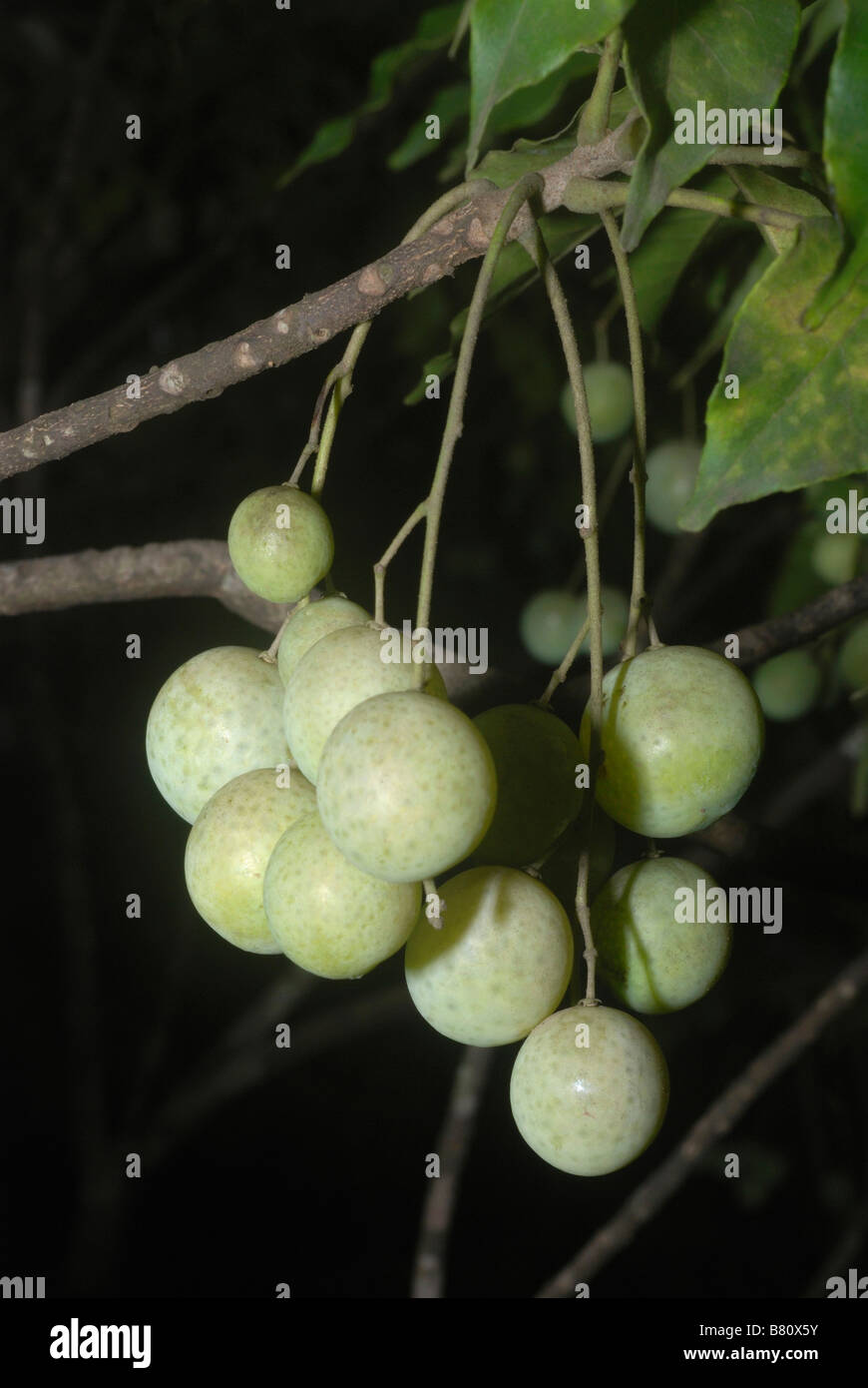 Frucht des Clausena SP. wilden Verwandten des Werks Curry Leaf hat Blätter, die stark aromatisch wenn zerkleinert werden. Stockfoto