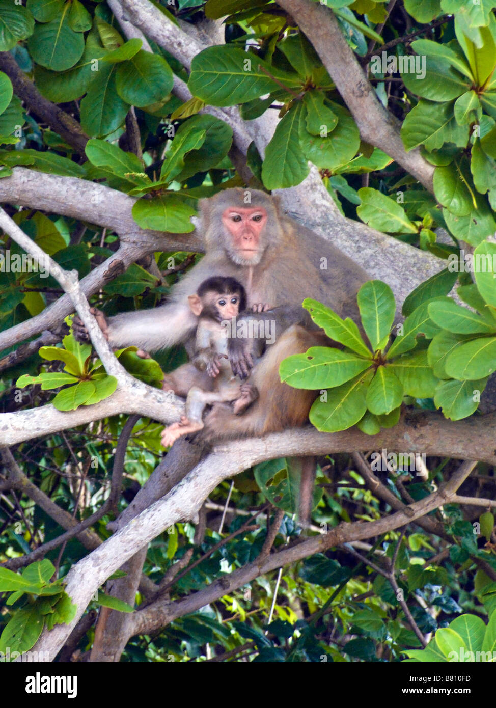 Mutter Red konfrontiert lange Tailed Macaque Affen mit Baby Monkey Island Halong Bucht Vietnam JPH0168 Stockfoto