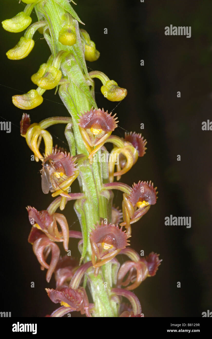 Blüten in eine Boden-Orchidee. Malaxis Rheedii wächst auf schattigen Laterit Felsbrocken und Blumen während der regnerischen Jahreszeit. Stockfoto