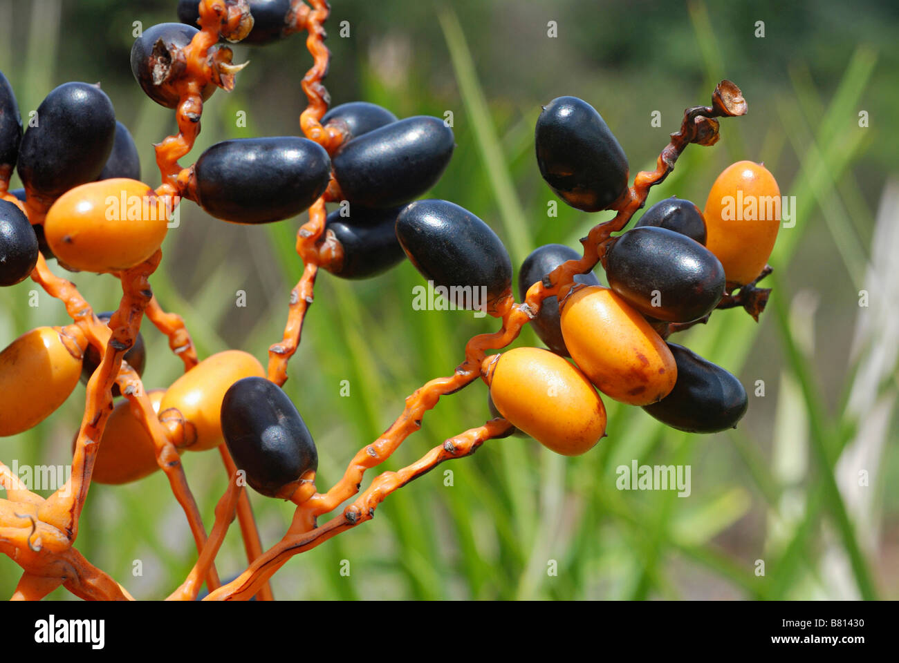 RIPE (schwarz) und semi-Reife (orange) Früchte einer Zwerg Art wilde Dattelpalme. Phoenix Humilis. Die schwarzen Beeren sind essbar Stockfoto