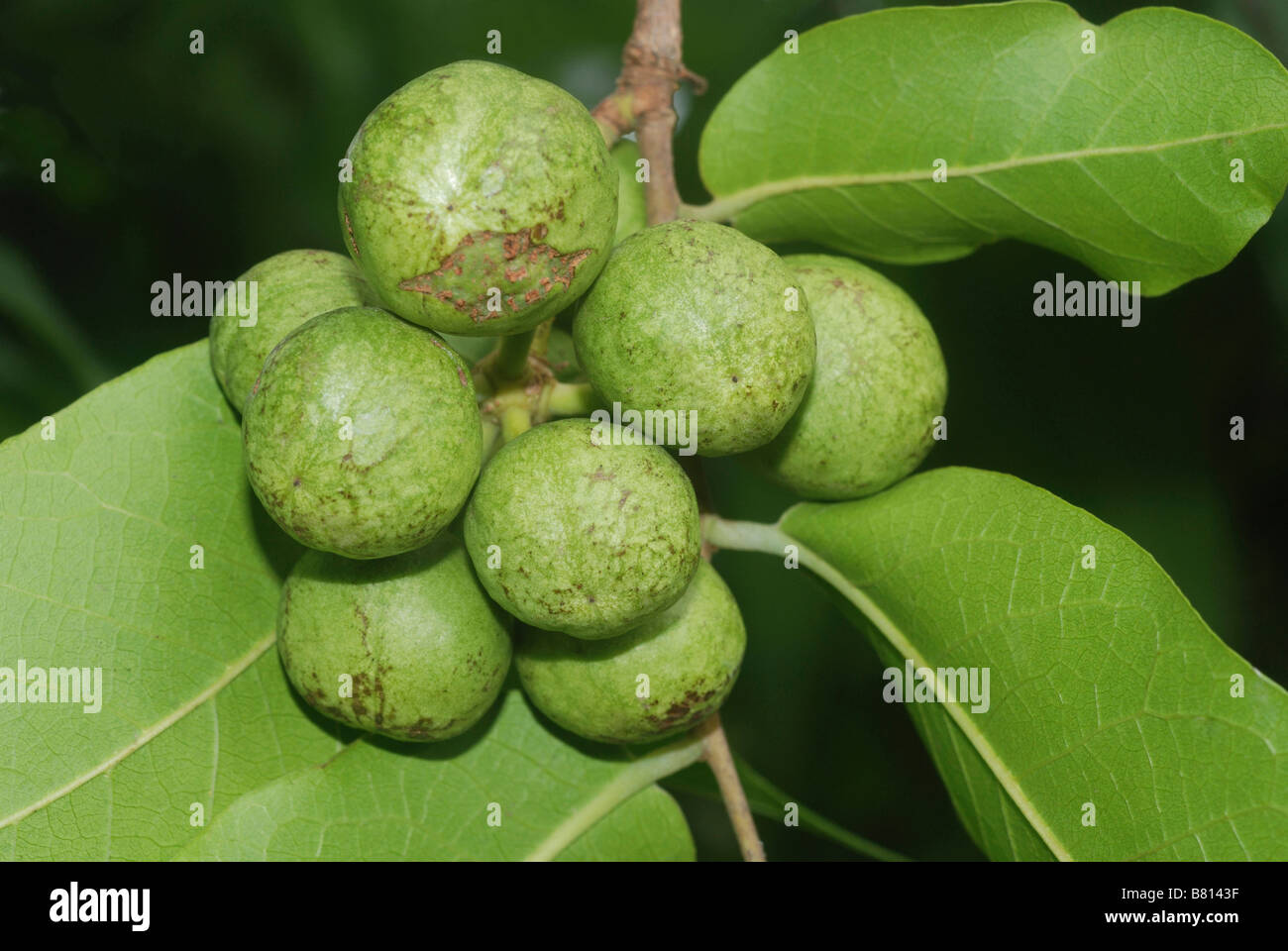 Frucht des Miliusa Tomentosa. Die reifen Früchte werden von Einheimischen ebenso wie wilde Tiere in diesen Wäldern gefressen. Stockfoto