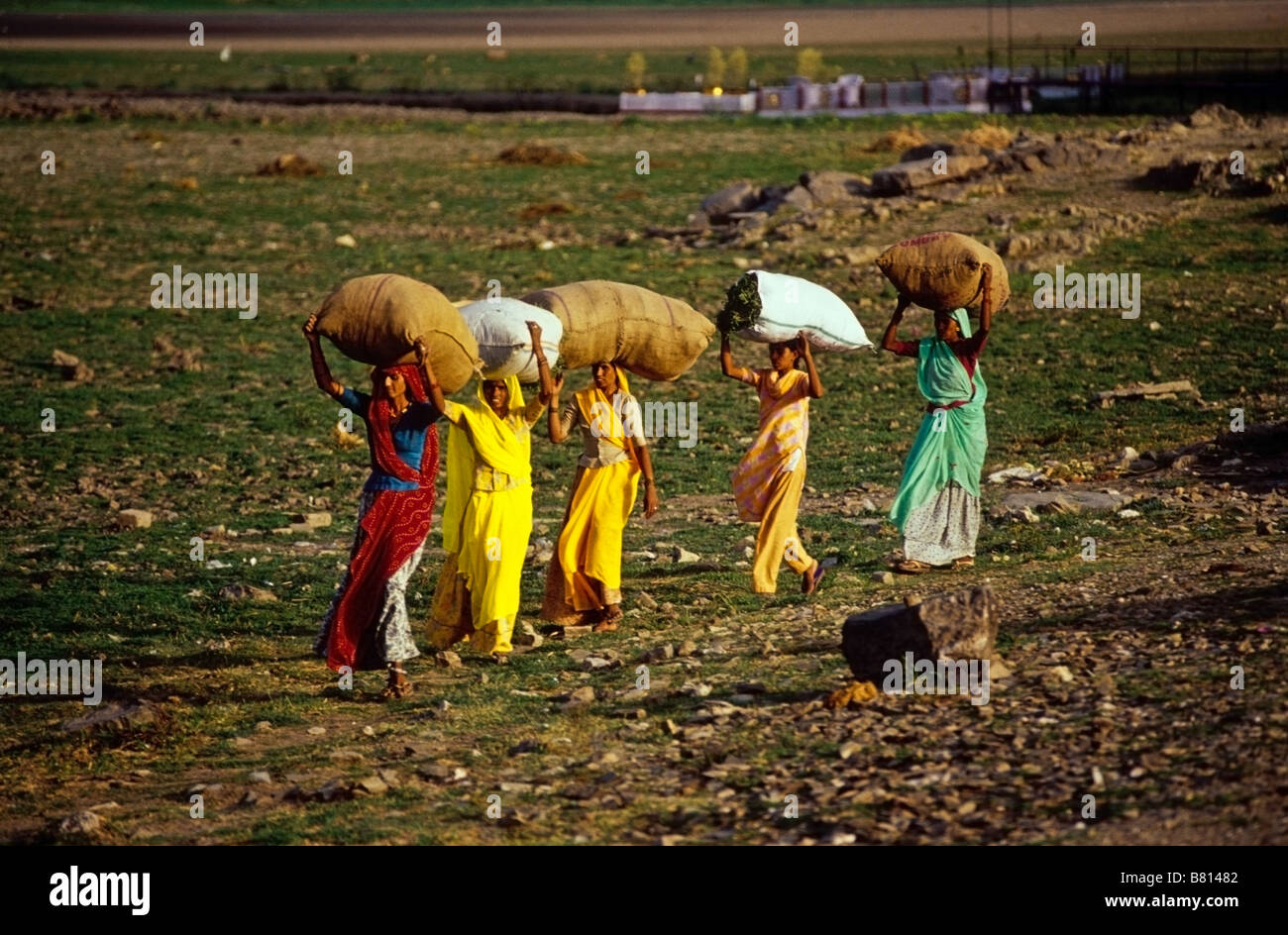 Vier indische Frauen in bunten Saris Säcke frisch gemähtes Gras für das Vieh auf ihren Köpfen tragen Stockfoto