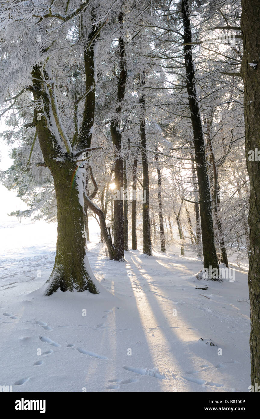 Sonnenschein durch Schnee und Bäume auf dem Hügel Wrekin, Shropshire, England Stockfoto