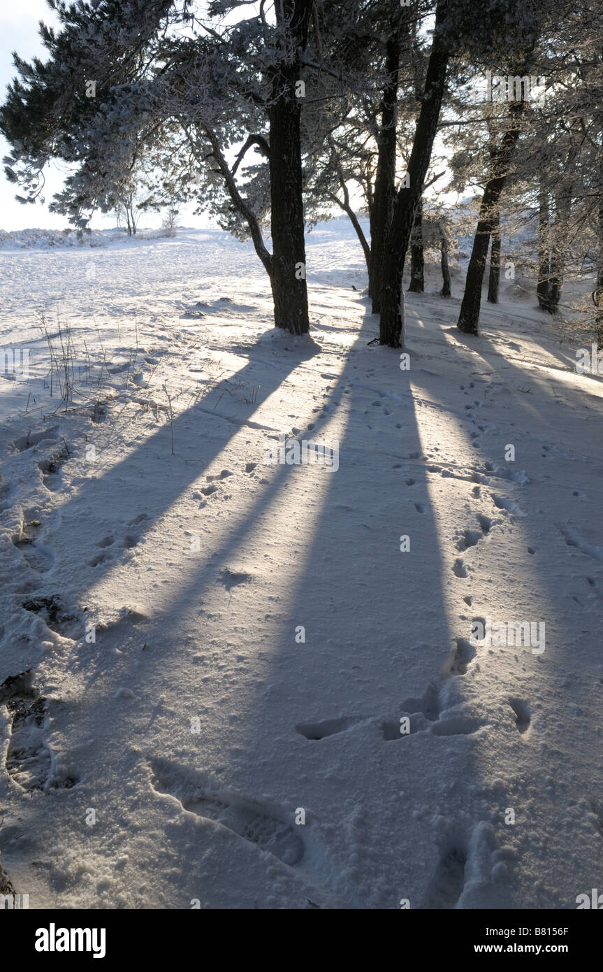 Sonnenschein durch Schnee und Bäume auf dem Hügel Wrekin, Shropshire, England Stockfoto