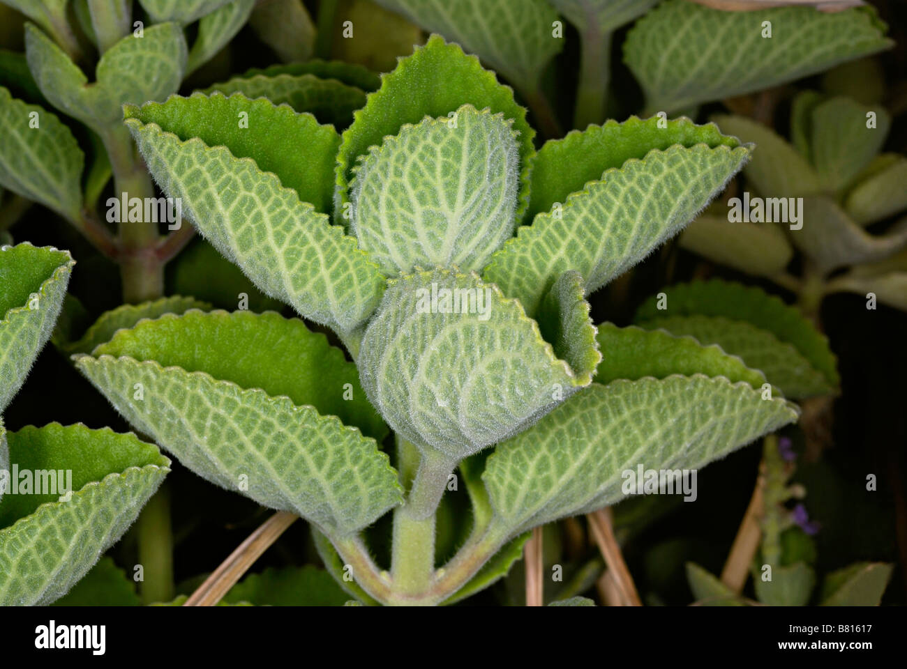Plectranthus Amboinicus. Zarten fleischigen mehrjährige Pflanze in der Familie Lamiaceae mit Oregano-Geschmack und Geruch Stockfoto
