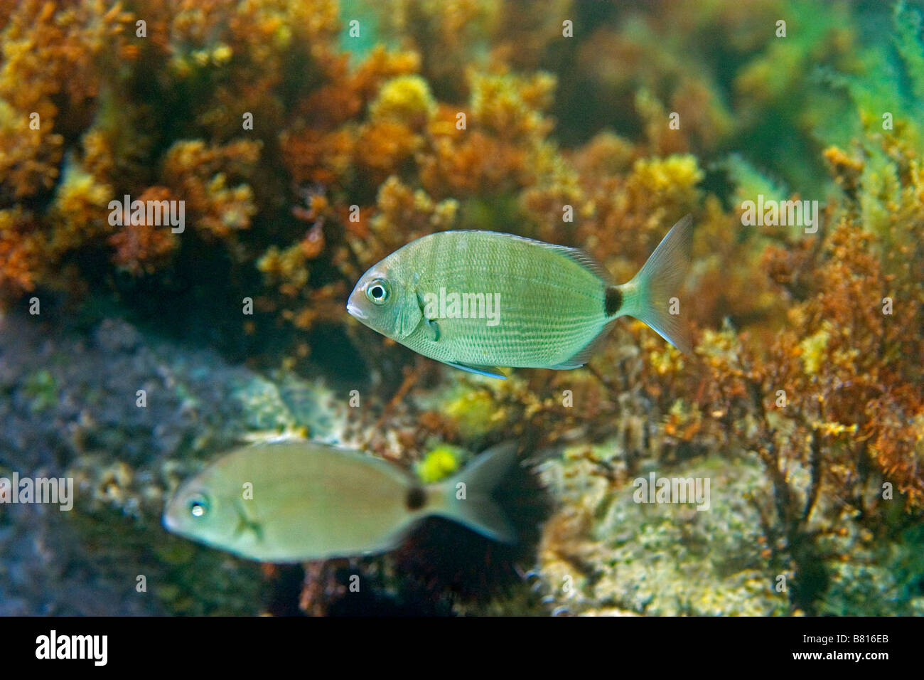 ringförmige aus Brasse annularis Stockfoto