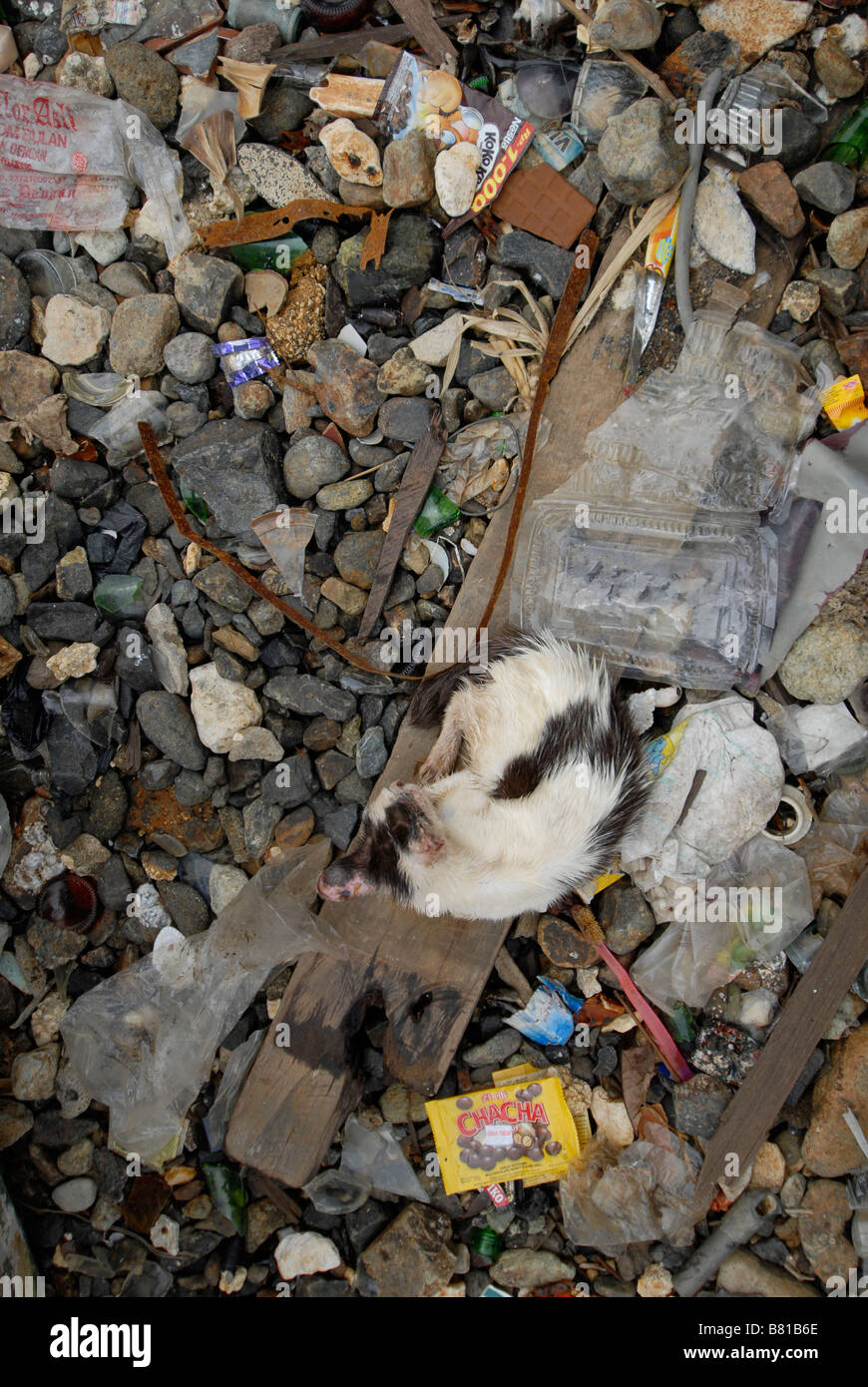 Kranke Katze in den Müll von der Uferpromenade in Jayapura, Indonesien. Stockfoto