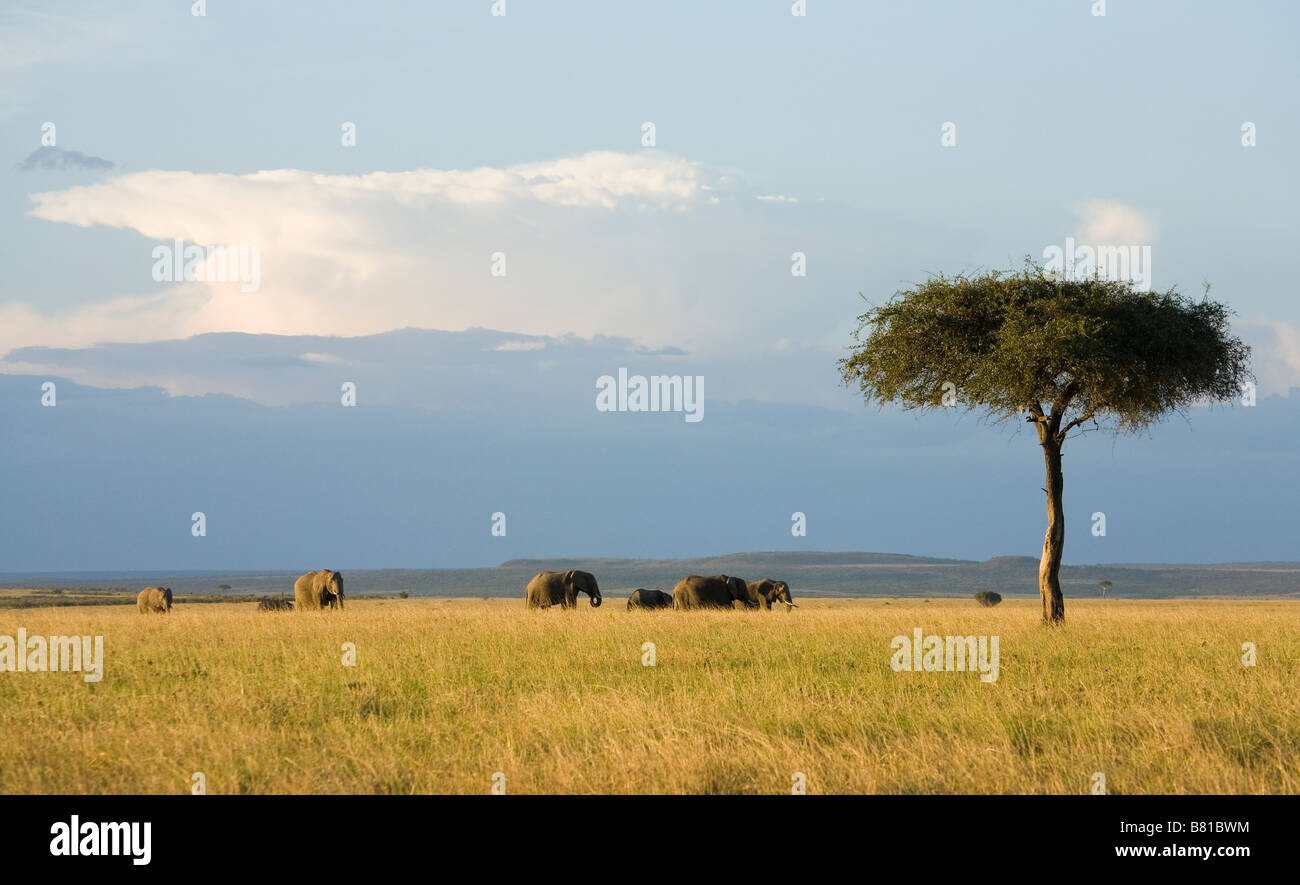 Eine Herde Elefanten im Abend Sonnenlicht in der Masai Mara in Kenia Stockfoto