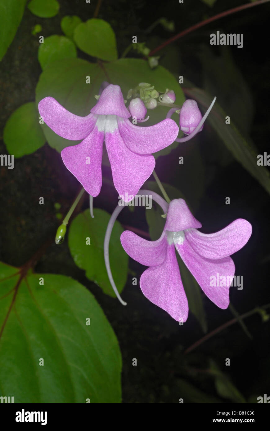 Blumen von Impatiens Acaulis. Arten von indigenen Balsame in Indien gefunden. Stockfoto