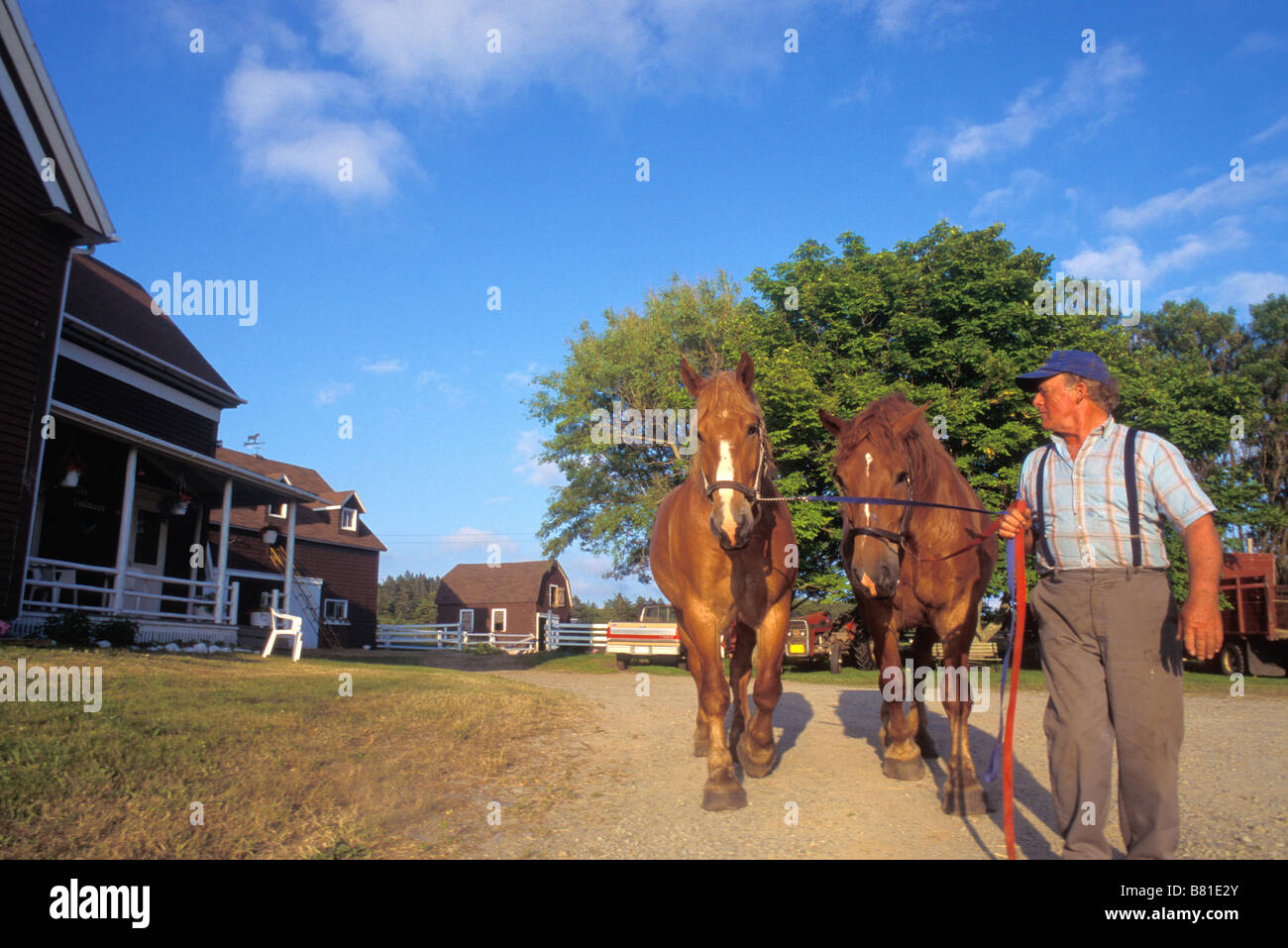 Franko-kanadische Landwirt mit seinen schweren Pferden in der Nähe von Meteghan Clare County Nova Scotia Stockfoto