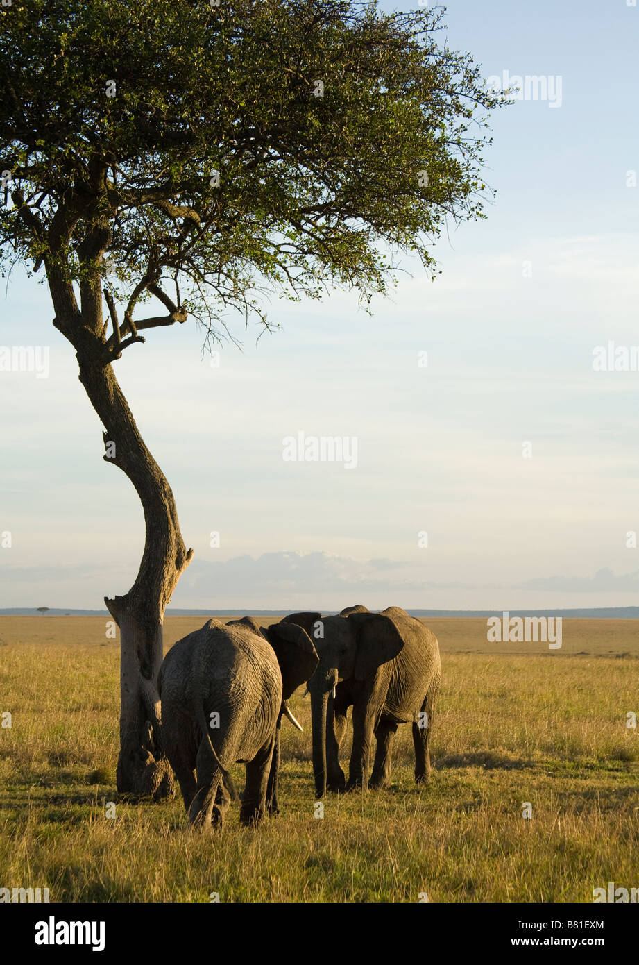 Zwei Elefanten treffen an einem Baum in der Masai Mara in Kenia Stockfoto