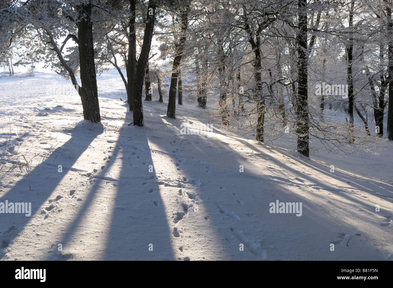Sonnenschein durch Schnee und Bäume auf dem Hügel Wrekin, Shropshire, England Stockfoto