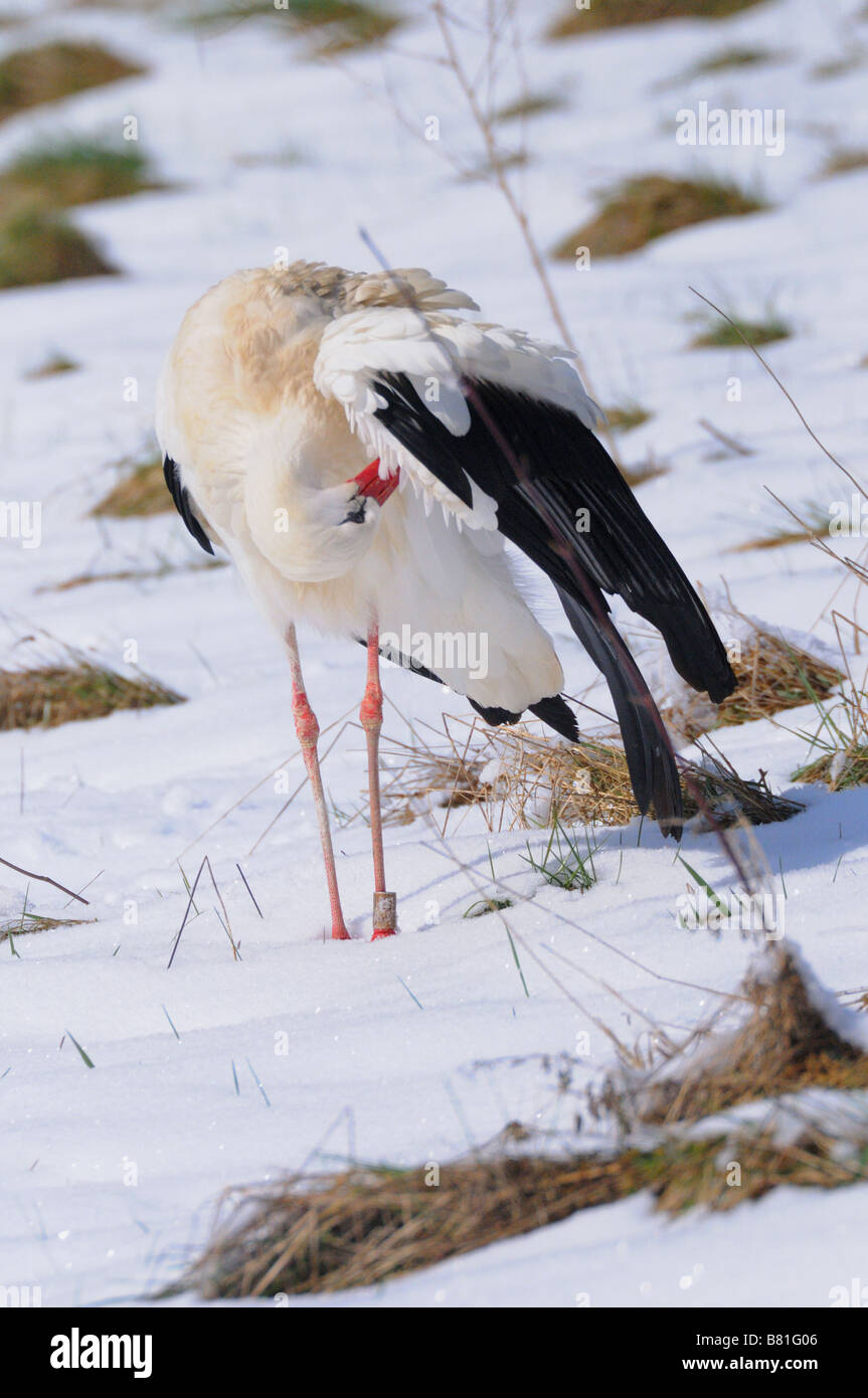 Weißstorch im winter Stockfoto