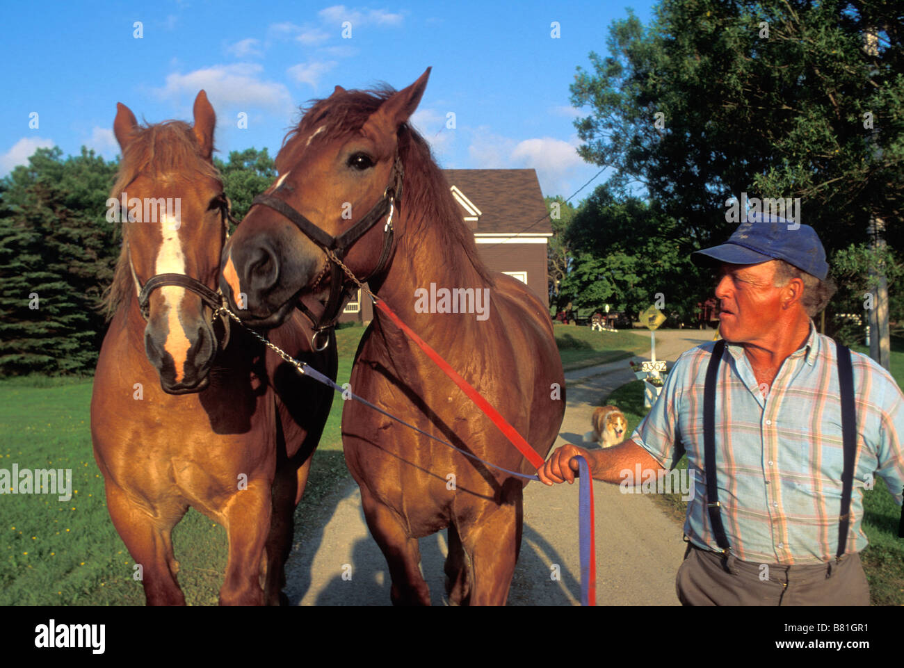 Franko-kanadische Landwirt mit seinen schweren Pferden in der Nähe von Meteghan Clare County Nova Scotia Stockfoto