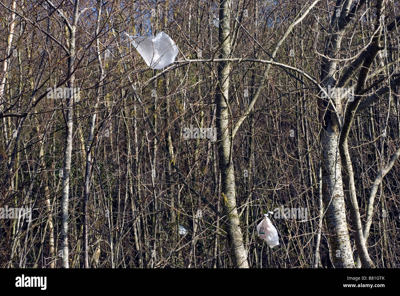 Plastiktüten littering Bäume, Kontamination, Kriminalität, Gefahr der Zerstörung, schmutzig, Dump, Ökologie, Umwelt, Ausscheidung, schweben, Stockfoto