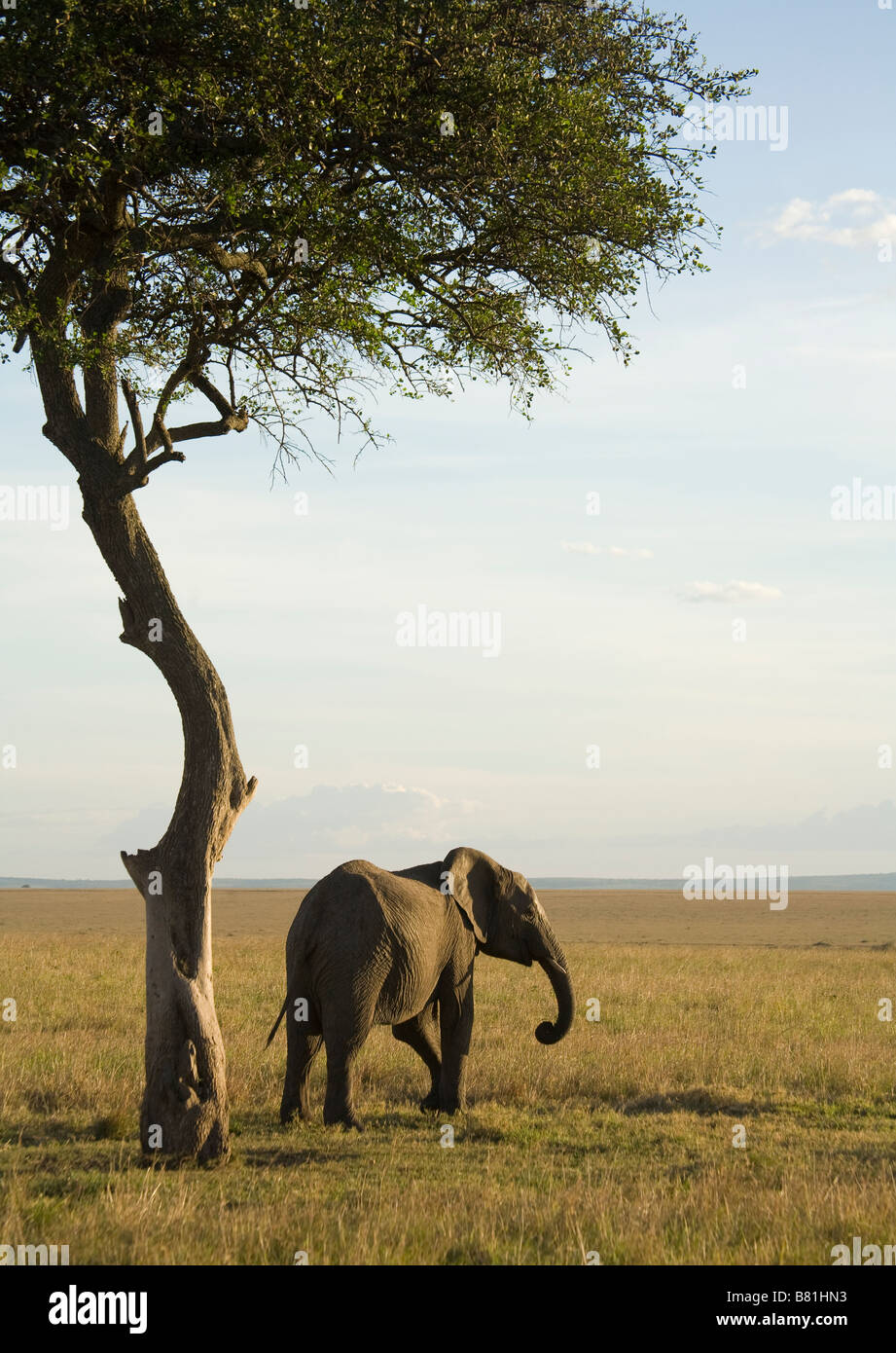Ein Elefant von einem Baum in der Masai Mara in Kenia Stockfoto