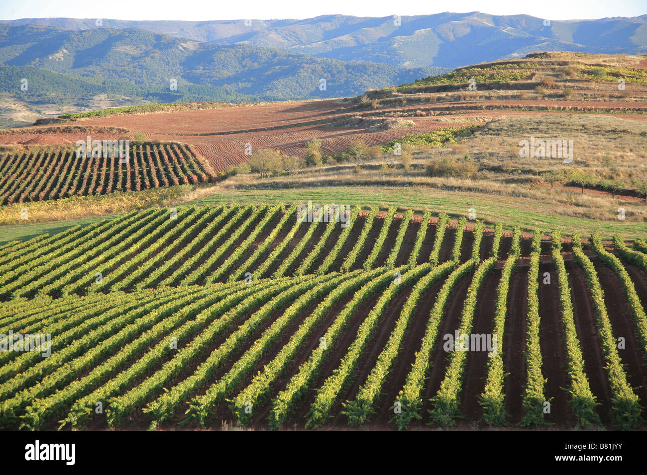 Reben in Rioja Wein region Stockfoto