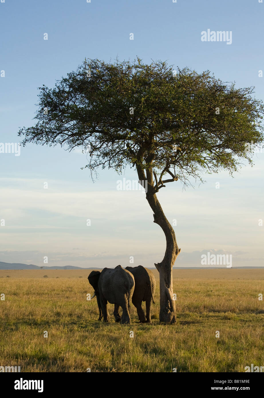 Elefanten zu Fuß durch einen Baum in der Masai Mara in Kenia Stockfoto