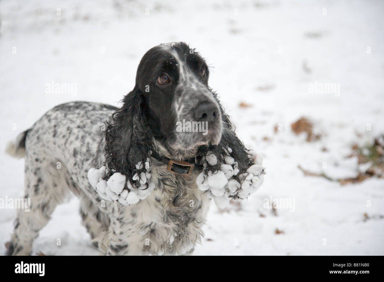 Cocker Spaniel mit Schnee Matten die Haare um die Ohren im Richmond Park Winter 2009 Stockfoto